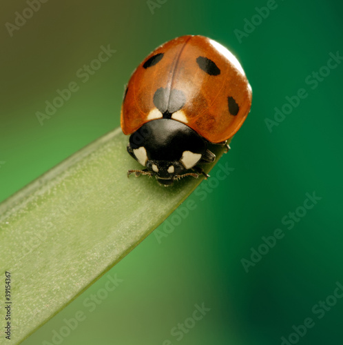 Foto: ladybird on green leaf ladybird on green leaf