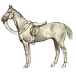 Cheval de selle
