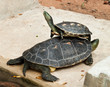 hermann's Tortoise