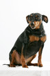 Pinscher