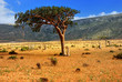 Socotra Island