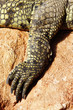 crocodile foot