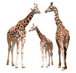 giraffes isolated