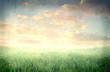 Vintage meadow