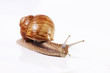 Snail
