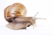 Snail