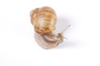 Snail