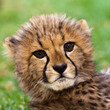 Leopard young lying in the grass