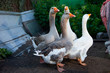 four geese walking on the farm