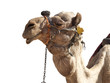 A happy, grinning camel isolated in profile