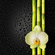orchid and bamboo grove on black background orchid and bamboo grove on black background