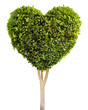 Heart shaped tree Heart shaped tree