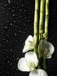 orchid and bamboo grove on black background orchid and bamboo grove on black background