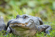 Gator Smile