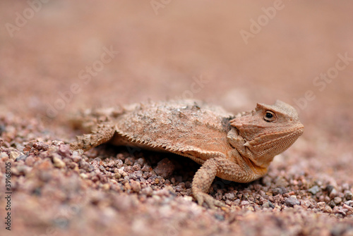 Photo: Horned Lizard Horned Lizard