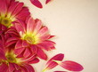 Grunge Floral Flower Background