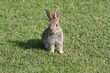 baby rabbit Oryctolagus cuniculus