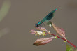 beautiful demoiselle dragonfly Calopteryx virgo