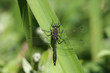 downy emerald dragonfly Cordulia aenea
