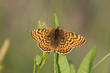 Glanville fritillary Melitaea cinxia in the Isle of Wight