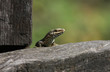 wall lizard Podarcis muralis sun bathing