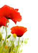 art poppies white background, green floral design