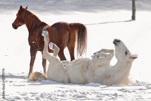 Photo: Cavalli su neve Cavalli su neve