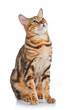lovely cat isolated on white