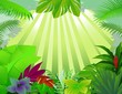 beautiful forest background beautiful forest background