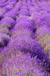 color lavender field