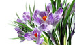 Spring flowers