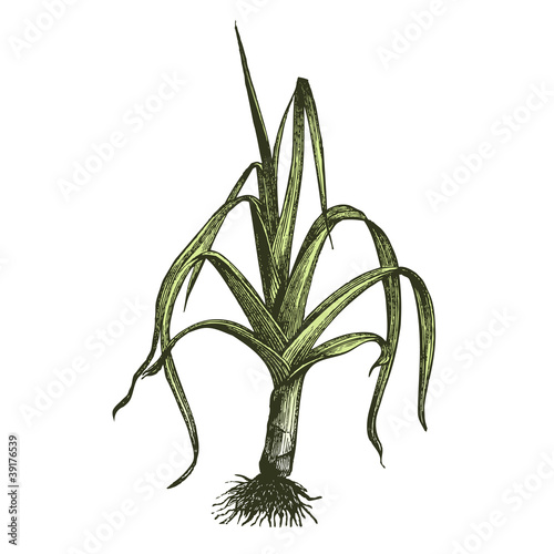 Vector: Poireau Poireau