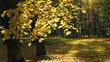 Maple leaves are highlighted in the sun