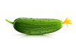 cucumber green ripe vector illustration isolated on white