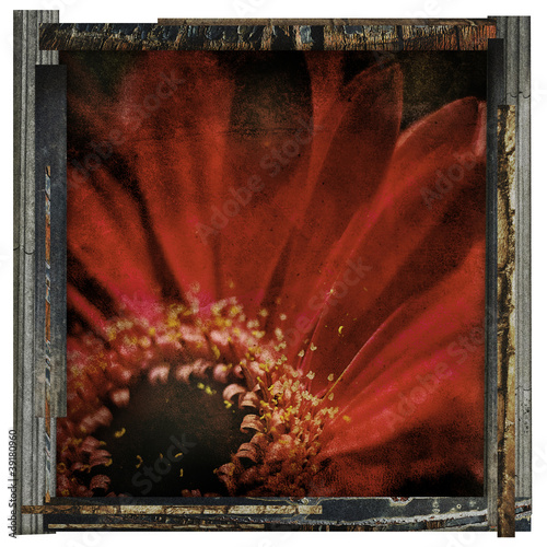 Photo: framed red flower framed red flower