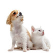 chiot chihuahua et petit chat