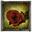 framed red rose