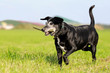 Alter Hund mit Stock