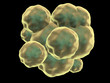 cord blood Stem Cell