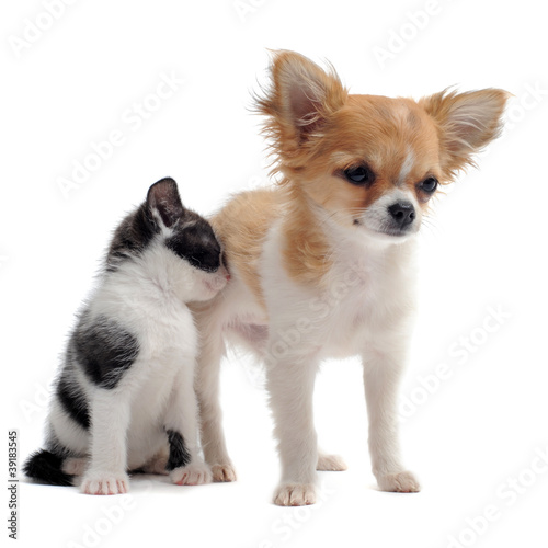 Foto: chiot chihuahua et petit chat chiot chihuahua et petit chat