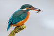 Eisvogel mit Fisch