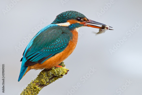 Photo: Eisvogel mit Fisch Eisvogel mit Fisch