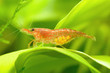 Neocaridina heteropoda with eggs