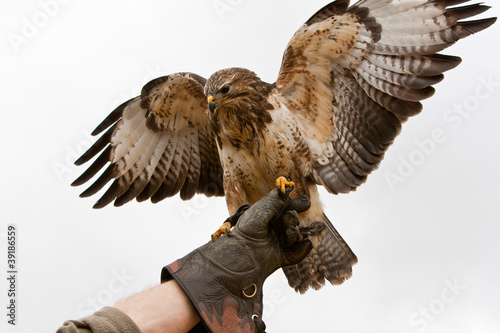 Photo: Falke auf Falkners Hand Falke auf Falkners Hand