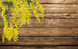 mimosa sul legno