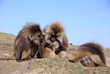 Babouins gelada, Ethiopie