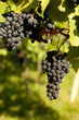 Weinrebe