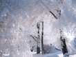 winter Landscape