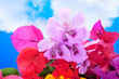 spring flowers