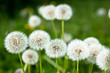 Spring dandelions